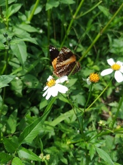 Hypanartia godmanii
