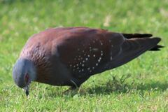 Columba guinea phaeonota