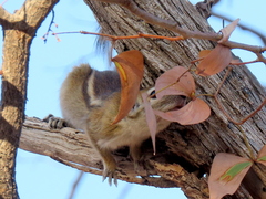 Funisciurus congicus