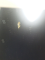 Laodelphax striatella