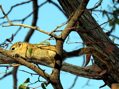 Funisciurus congicus