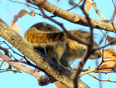 Funisciurus congicus