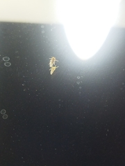 Laodelphax striatella