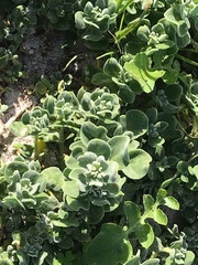 Tetragonia decumbens