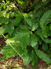 Fagaceae