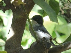 Curruca melanocephala