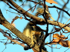 Funisciurus congicus