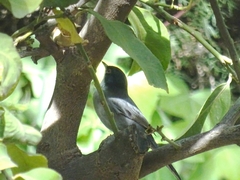 Curruca melanocephala