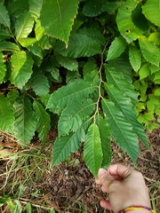 Fagaceae