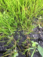 Pilularia globulifera