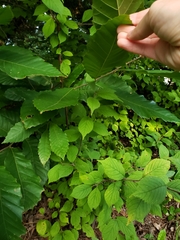 Fagaceae