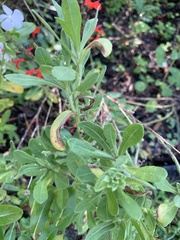 Sericocarpus tortifolius