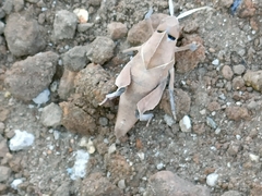 Lobosceliana