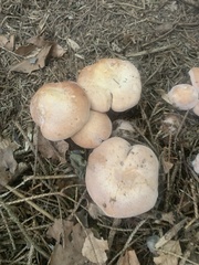 Cortinarius traganus