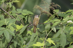 Pycnonotus flavescens