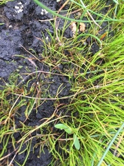 Pilularia globulifera