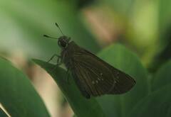 Borbo cinnara