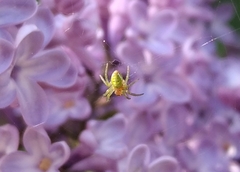 Araniella cucurbitina