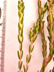 Passerina obtusifolia