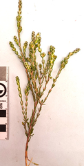 Passerina obtusifolia