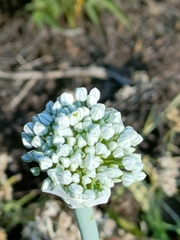 Allium cepa