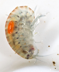 Hyalella