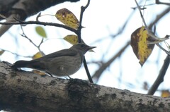 Turdus atrogularis