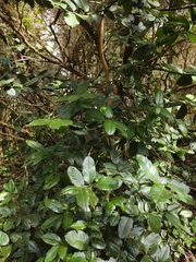 Ilex perado image