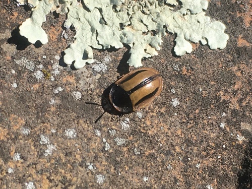 Poecilaspidella vittifera