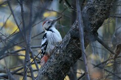 Dendrocopos leucotos