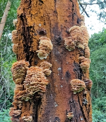 Cerrenaceae