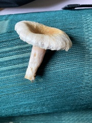 Lactarius torminosus