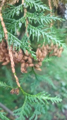 Thuja occidentalis