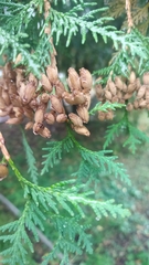 Thuja occidentalis