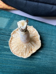 Lactarius torminosus