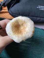 Lactarius torminosus