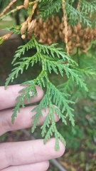 Thuja occidentalis