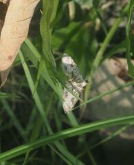 Sameodes cancellalis