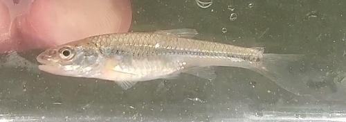 Bigmouth shiner (Notropis dorsalis) — Cyprinidae — 4
