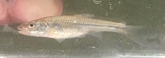 Notropis dorsalis
