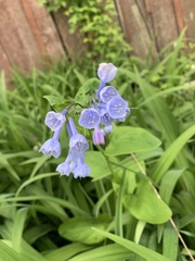 Mertensia virginica