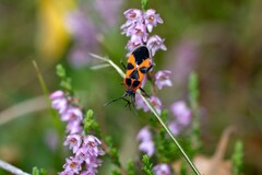 Tropidothorax leucopterus