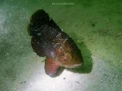 Apogonichthyoides niger