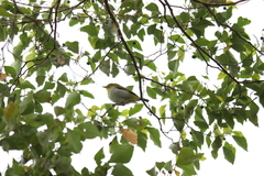 Zosterops japonicus montanus