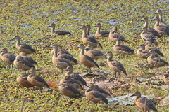 Dendrocygna javanica