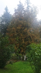 Thuja occidentalis