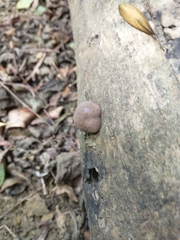 Daldinia concentrica