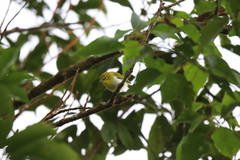 Zosterops japonicus montanus