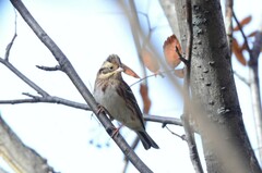 Emberiza rustica