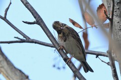Emberiza rustica